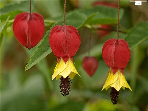 abutilon.jpg