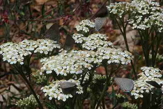 achillea.jpg