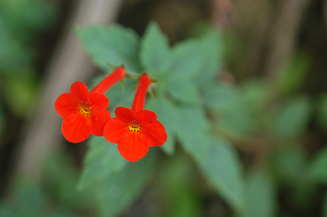 achimenes_erecta.jpg