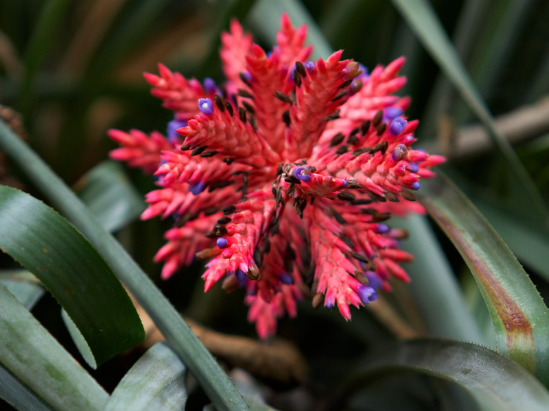 aechmea_distichantha_schlumbergeri.jpg