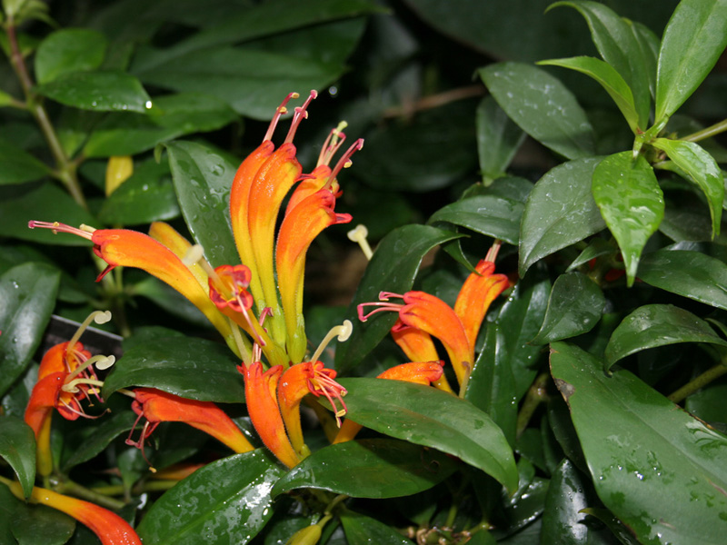 aeschynanthus.jpg