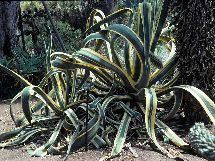 agave_picta.jpg