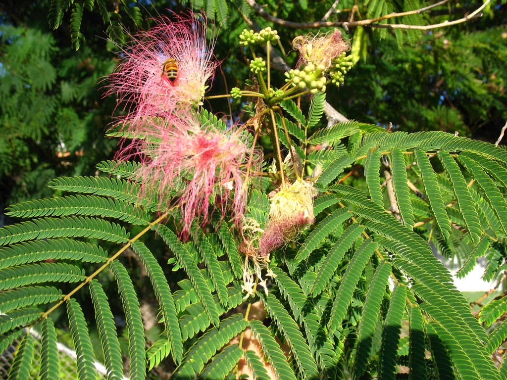 albizia_julibrissin.jpg