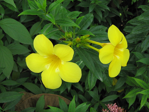 allamanda_cathartica.jpg