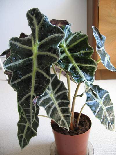 alocasia.jpg