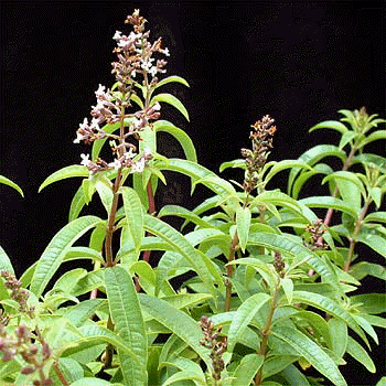 aloysia-triphylla.gif