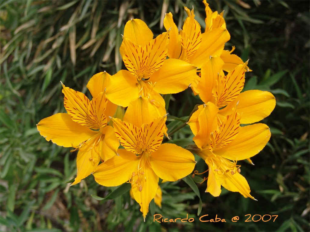 alstromeria_aurantiaca.jpg