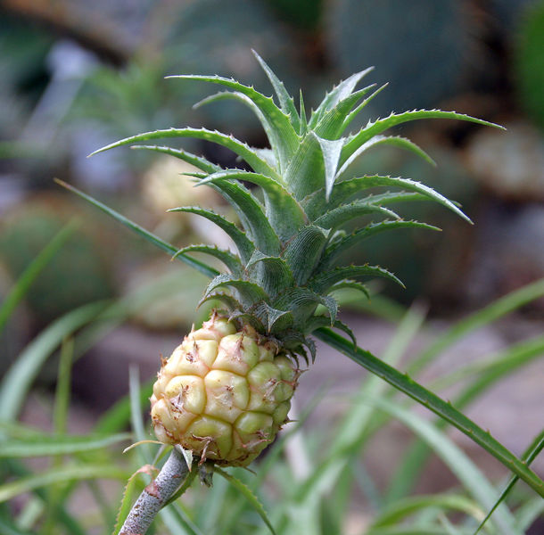 ananas_nanus.jpg