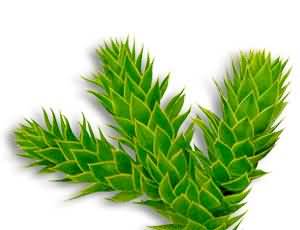 araucaria_lg.jpg