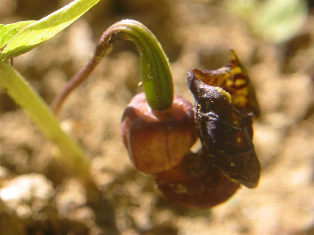 Аристолохия (Вълча ябълка) - Aristolochia