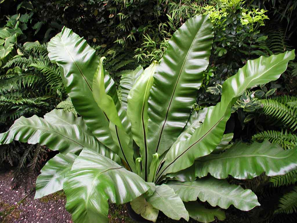 asplenium_nidus.jpg