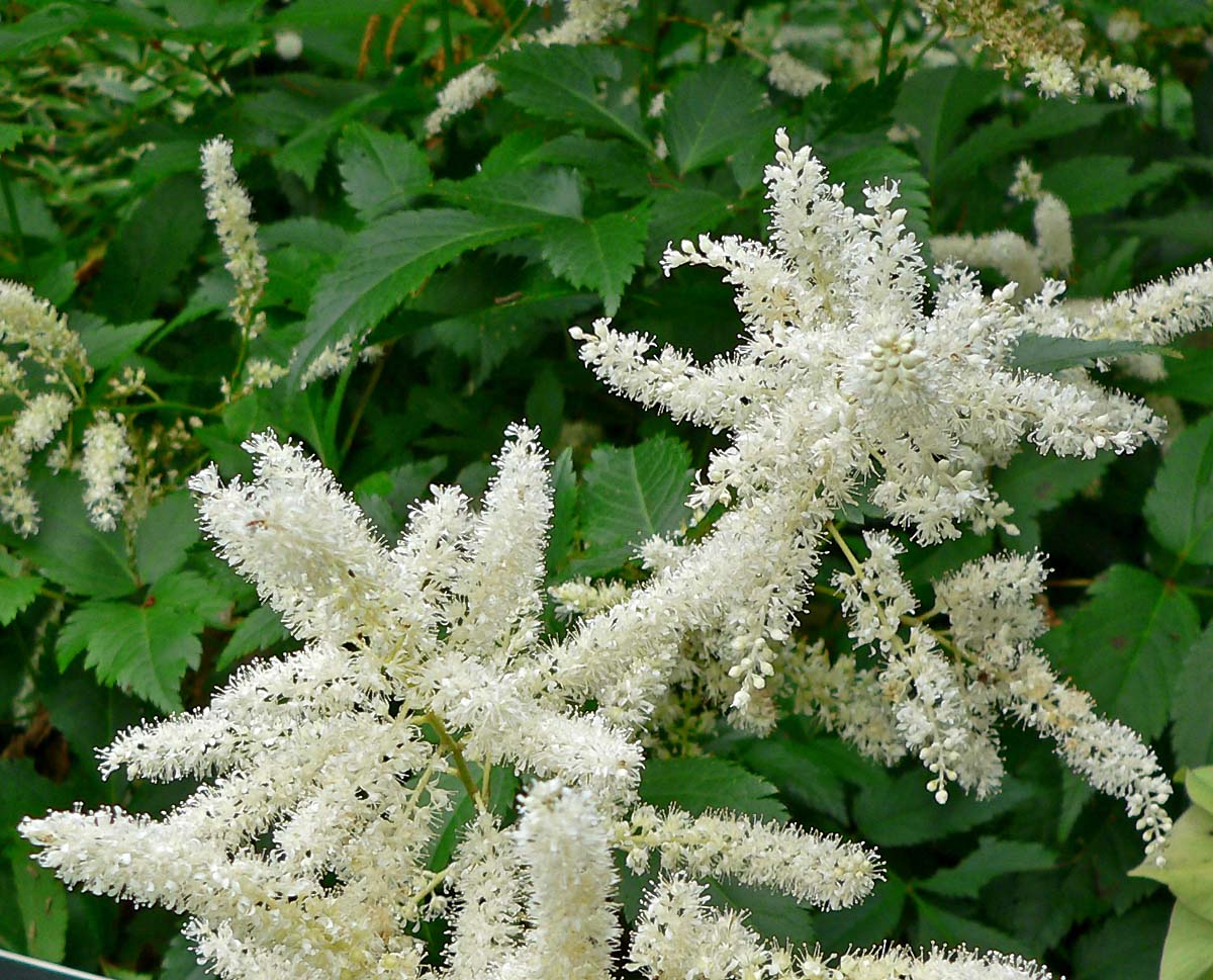 astilbe_arendsii_bumalda_1.jpg