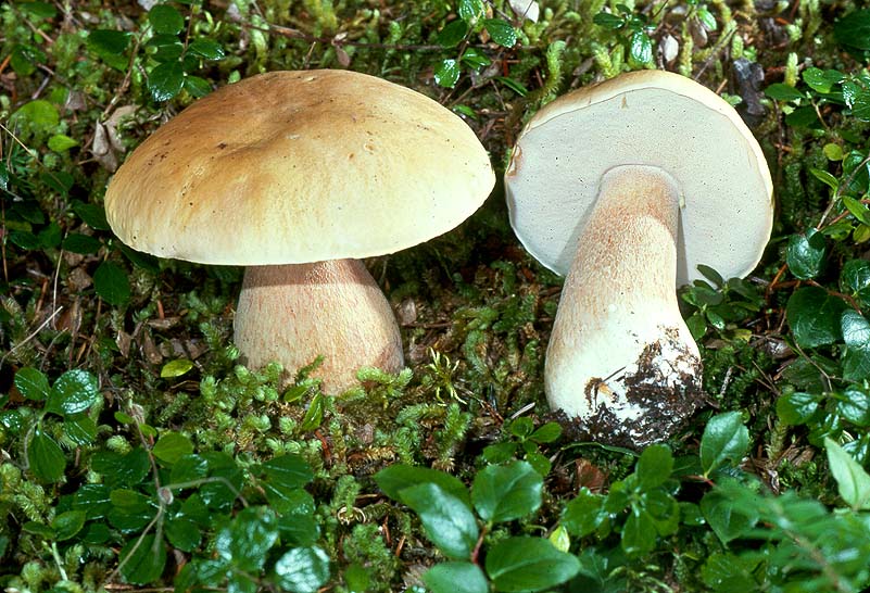 boletus_edulis2.jpg