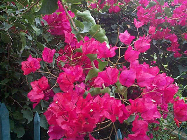 bougainvillea.jpg