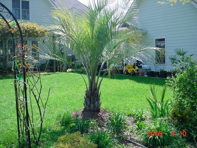 butia_capitata_2.jpg