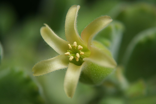 calanchoe1.jpg