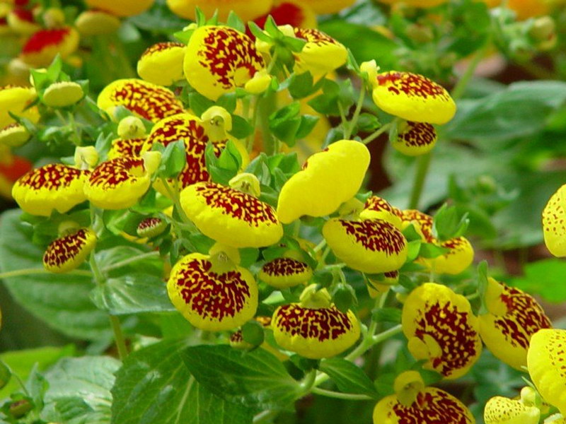 Калцеолария, пантофче, чехълче - Calceolaria