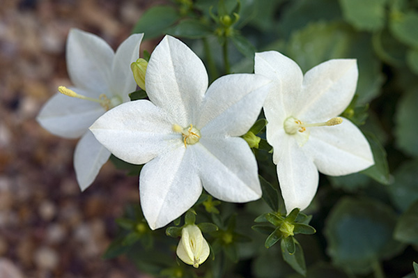 Кампанула (Витлеемска звезда, камбанки) - Campanula isophylla