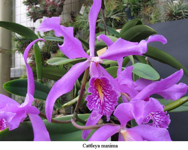 cattleya_maxima_01.jpg.jpg