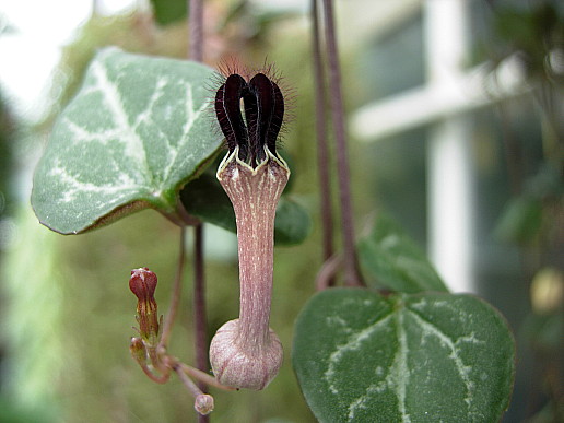 ceropegia_woodii.jpg