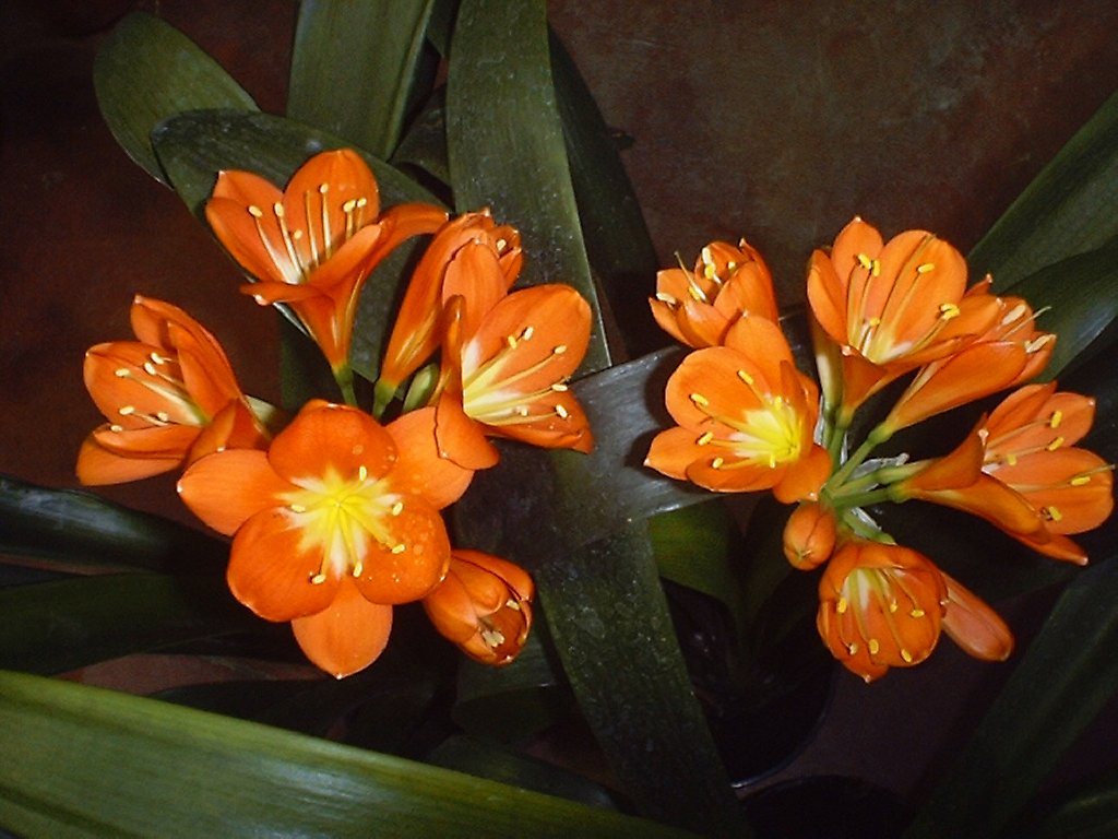 clivia3.jpg