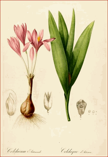 colchicum.gif