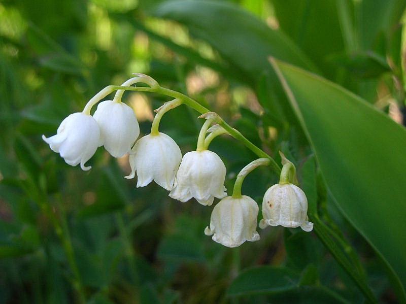 convallaria_majalis5.jpg