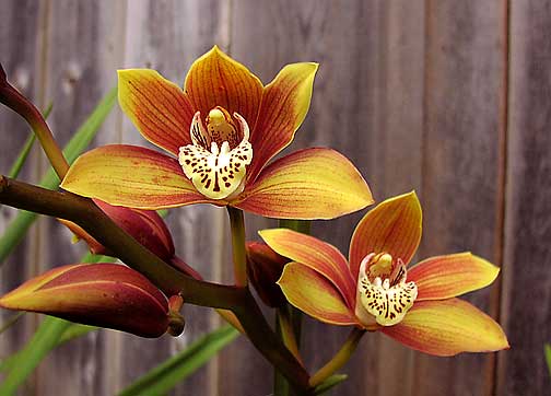 cymbidium6.jpg