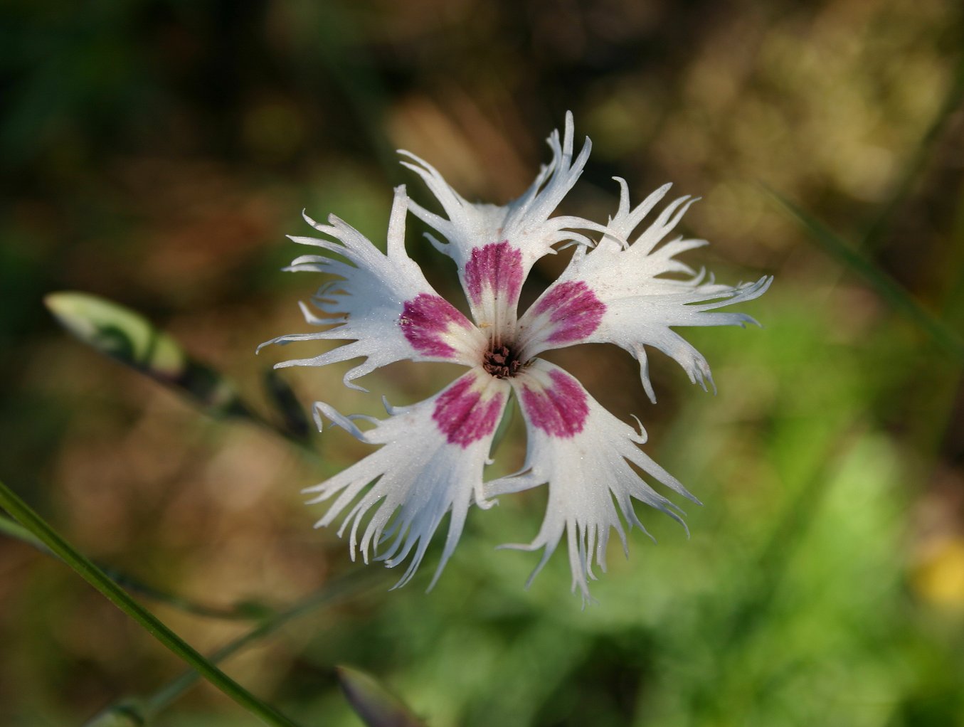 dianthus_arenarius_02.h.jpg