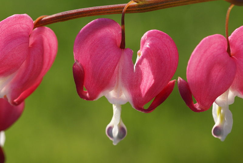 dicentra_spectabilis.jpg