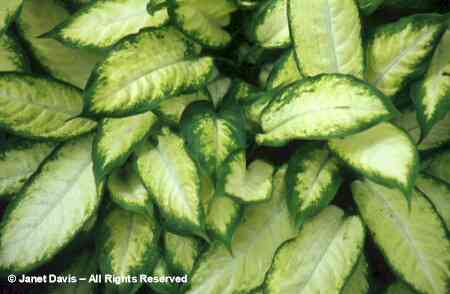 dieffenbachia_maculata_camilla.jpg