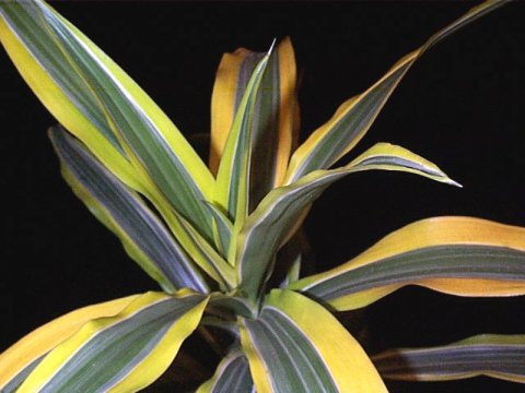 dracaena1.jpg