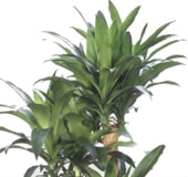 dracaena_fra.jpg