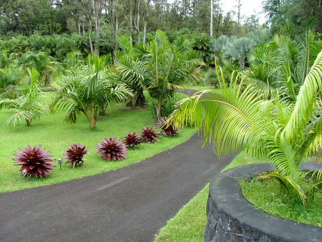 dypsis_lutescens1.jpg