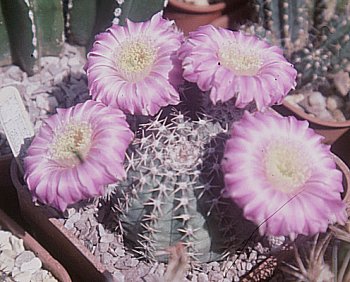 echinocereus4.jpg