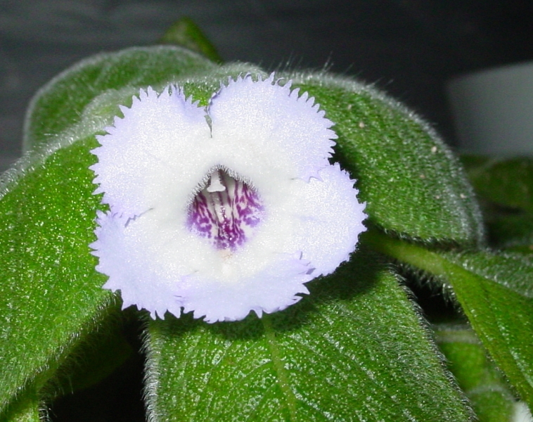 episcia.jpg