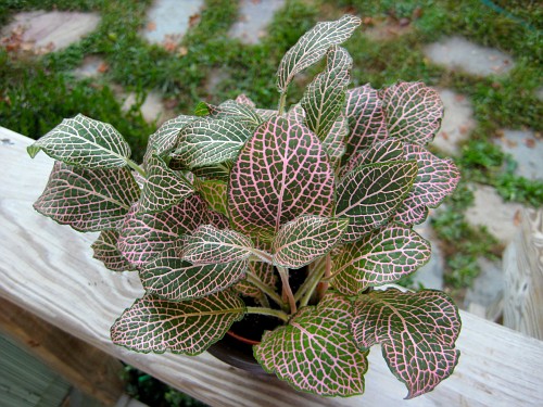 fittonia.jpg