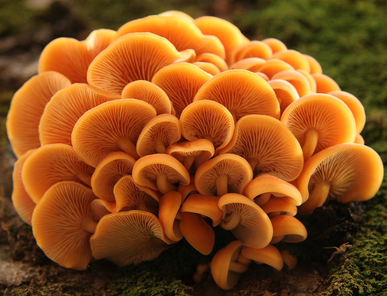 flammulina_velutipes_img_1038.jpg