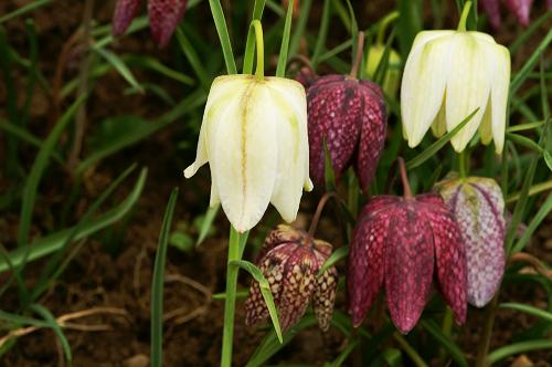 fritillaria_meleagris.jpg