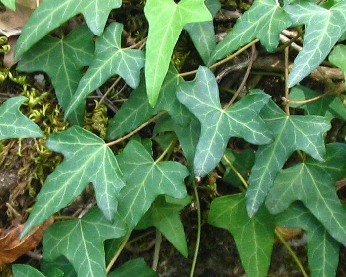 hedera.jpg