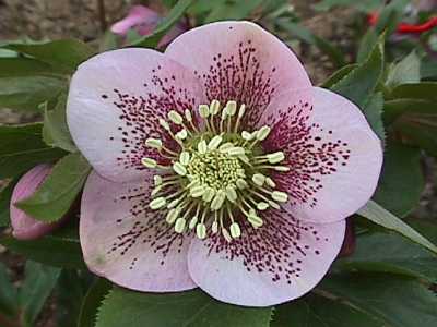 hellebore.jpg