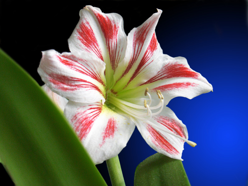 hippeastrum.jpg