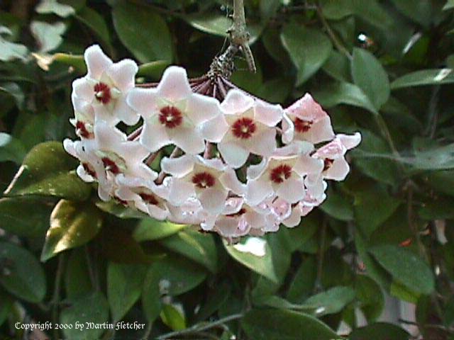 hoya_carnosa_c.jpg