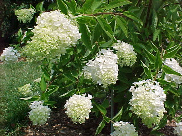 hydrangea_paniculata_grandiflora.jpg