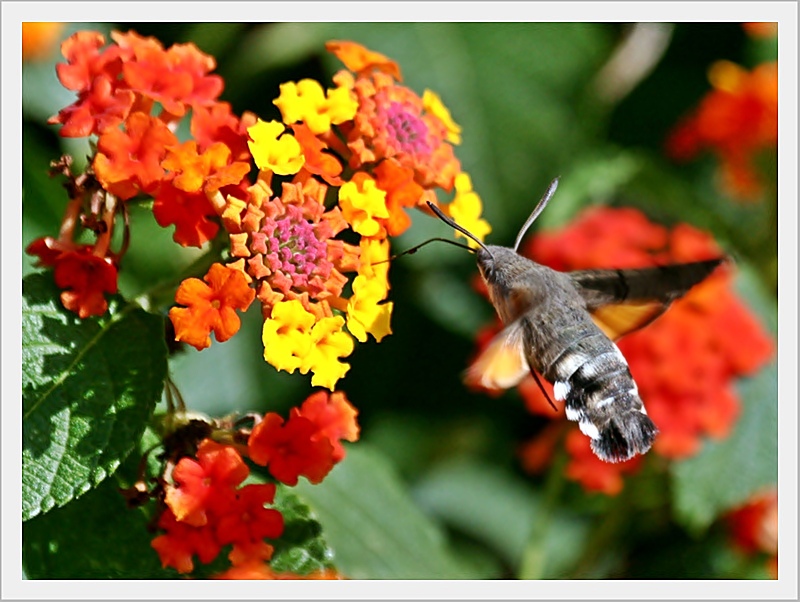 lantana_camara4.jpg