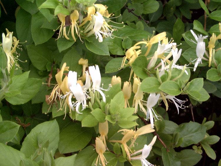 lonicera_halliana.jpg