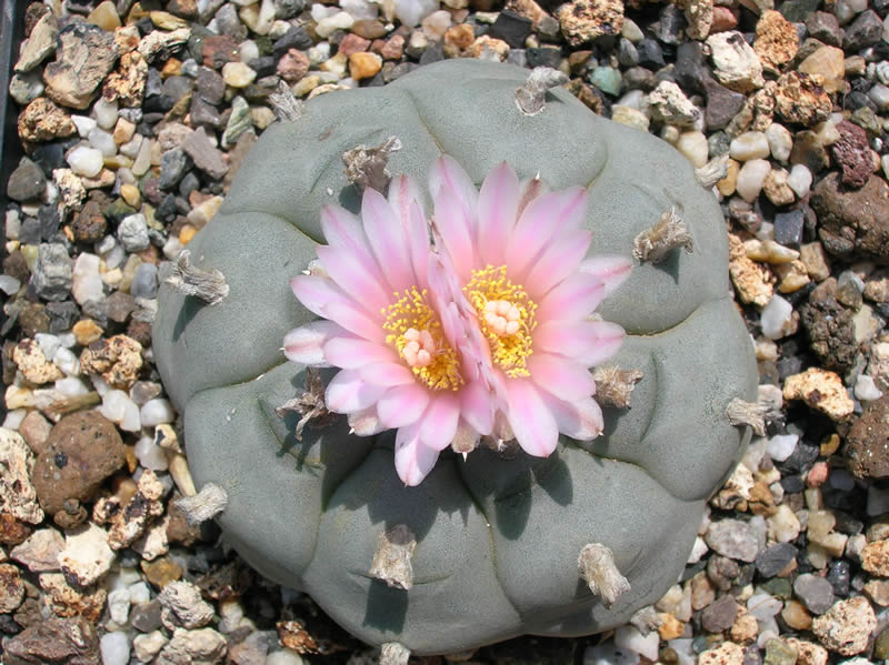 lophophora_williamsi.jpg