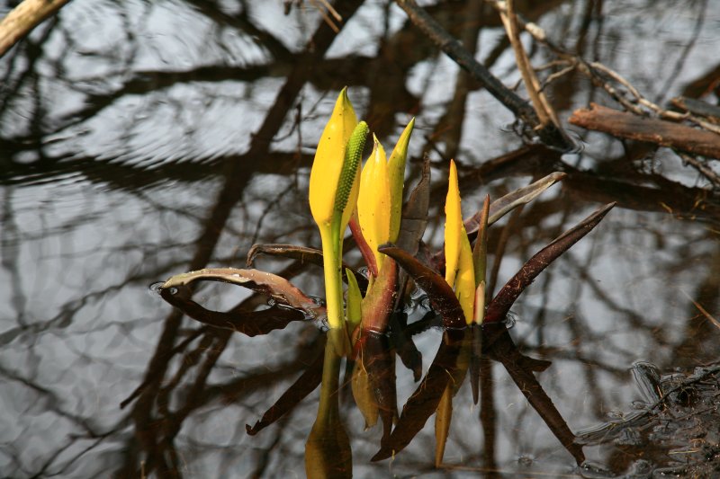 lysichiton1.jpg