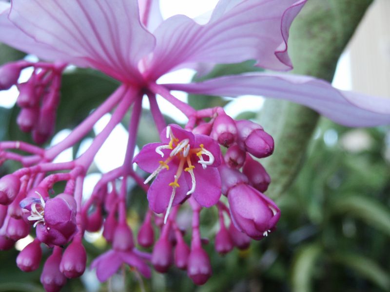 medinilla_magnifica.jpg