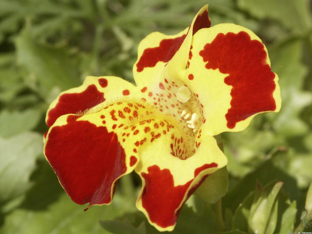 mimulus3.jpg